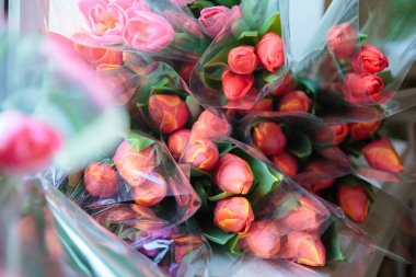 Lale demetleri. Bahar tatili. Bahar çiçekleri. Dünya Kadınlar günü. Anneler günü