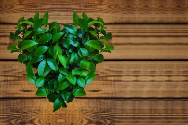 Fondo de primavera. Verde jugoso en forma de corazón sobre una mesa de madera. Espacio libre. Amar la naturaleza. Día de la Tierra . —  Fotos de Stock