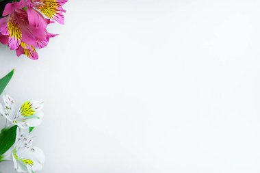 Yaz ve bahar arka plan. Beyaz bir arka plan üzerinde mor ve beyaz alstroemeria çiçekler. Boş alan