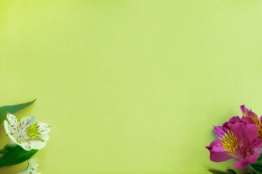 Yaz ve bahar arka plan. Mor ve beyaz alstroemeria çiçek sarı bir arka plan üzerinde. Boş alan