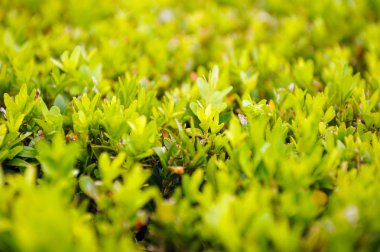 yeşil arka planda yeşil küçük yapraklar