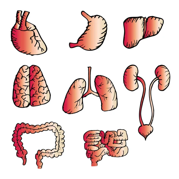 Внутрішні органи людини малюють ікони, з якими встановлені серце, мозок, легені, печінка, нирки, кишечник, шлунок . — стокове фото
