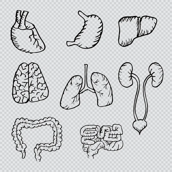 Belső emberi szervek kézzel rajzolt ikonok készlet-val - a szív, agy, tüdő, máj, vese, bél, gyomor. — Stock Fotó