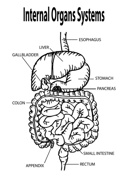 人体内部器官 — 图库照片