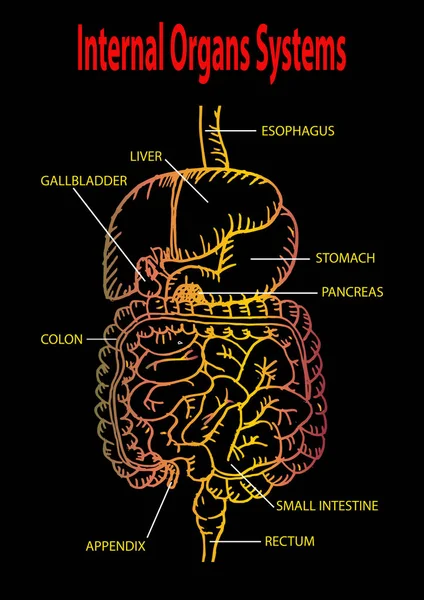 Ludzkie organy wewnętrzne — Zdjęcie stockowe