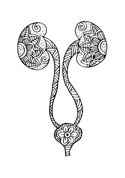 Νεφρών και της ουροδόχου κύστης. Doodle στυλ. — Φωτογραφία Αρχείου