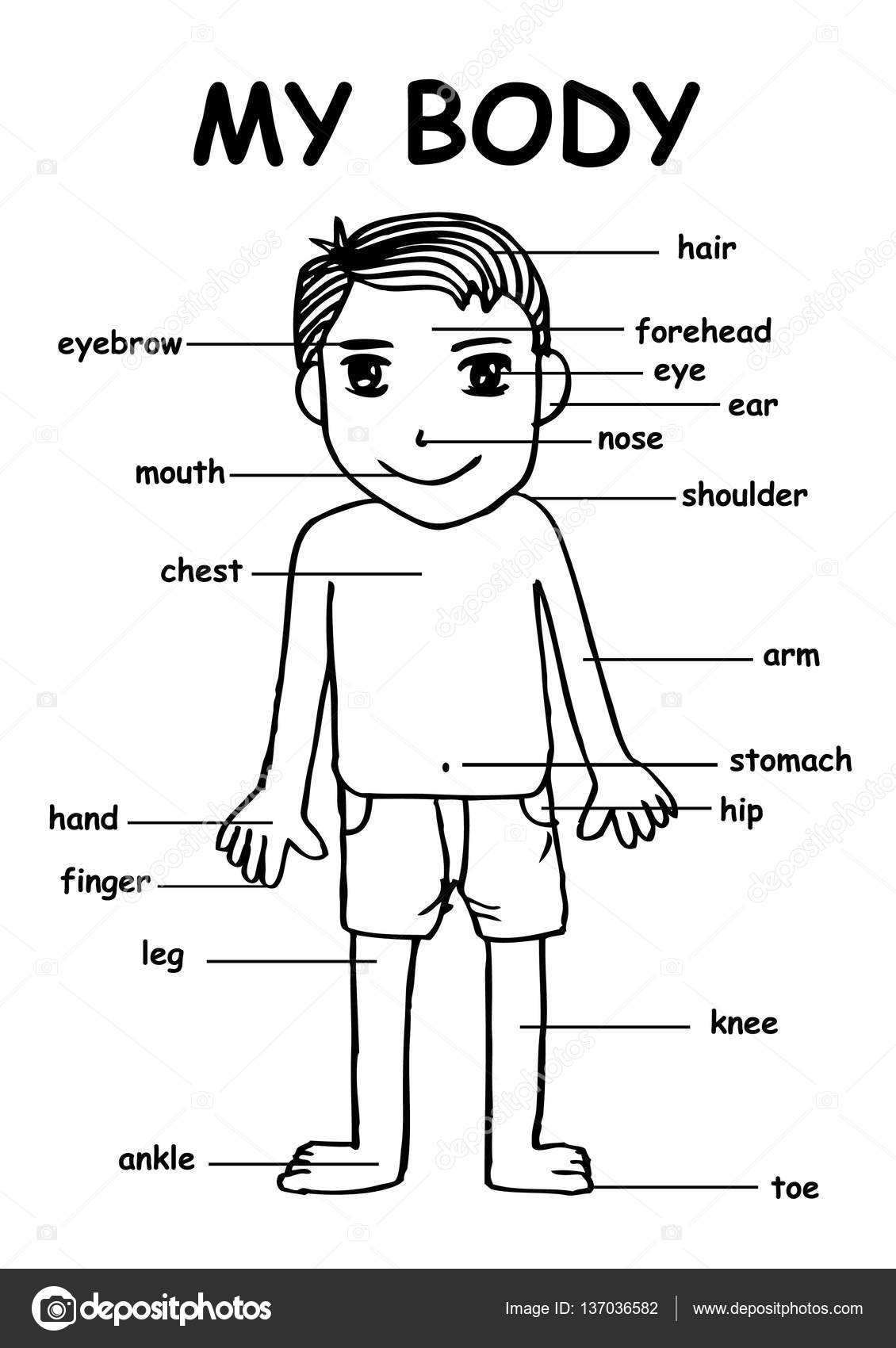 My Body Educational Info Graphic Chart For Kids Showing Parts Of