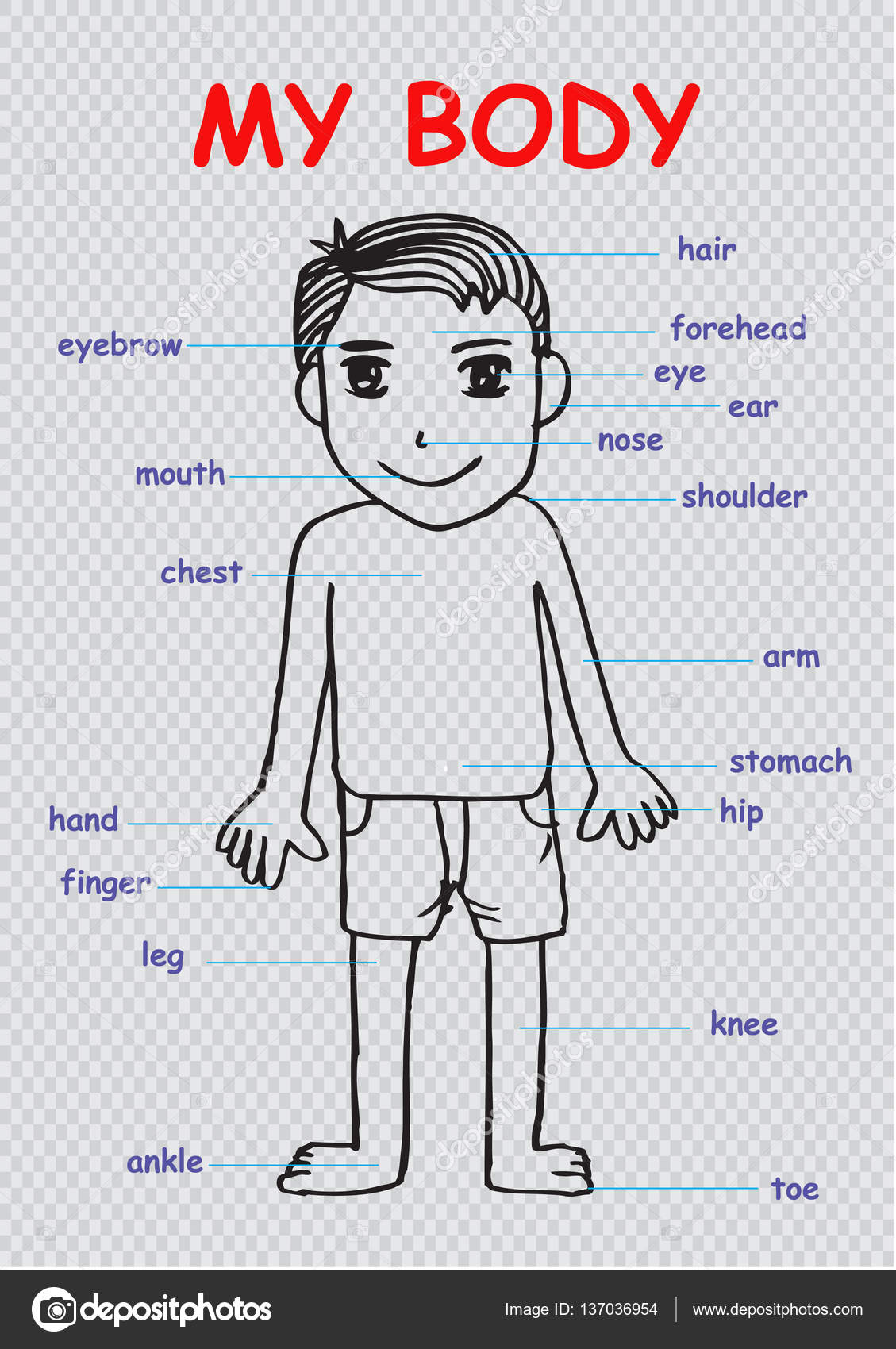 Human Body Chart For Kids