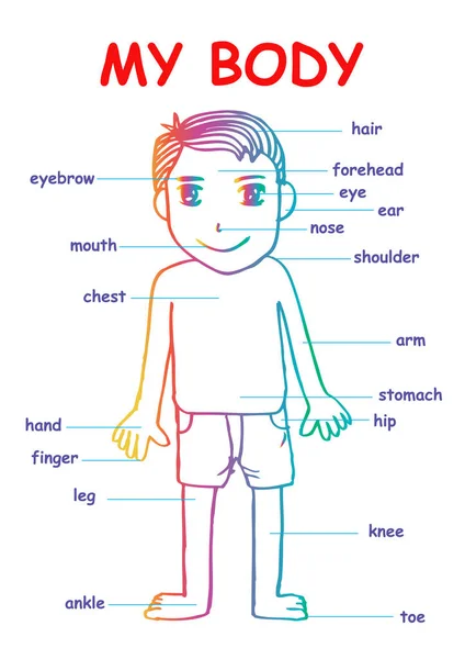 My body ", educational info graphic chart for kids showing parts of human body of a cute cartoon boy — стоковое фото