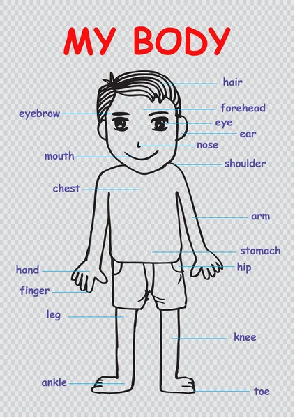 My body ", educational info graphic chart for kids showing parts of human body of a cute cartoon boy — стоковое фото