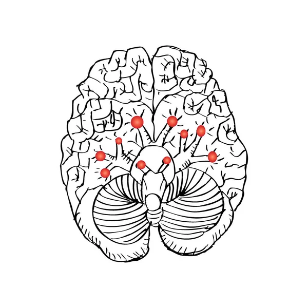 Sketchy of Cranial Nerves — Stock Photo, Image