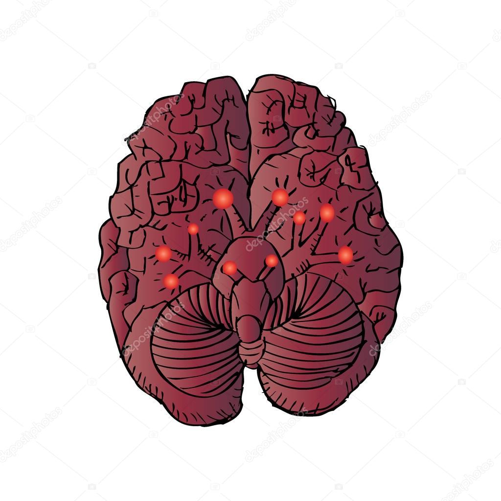 Sketchy of Cranial Nerves