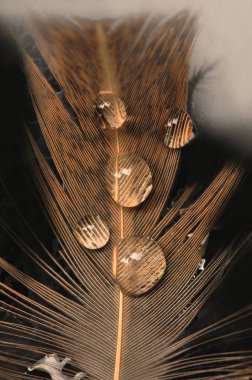 Yumuşak tüylü, yakın çekim makrosu üzerinde bir damla su damlası.