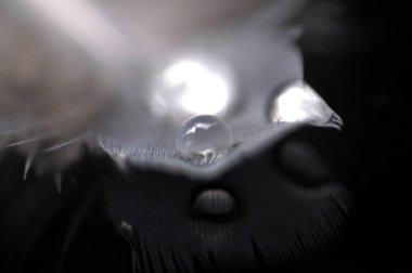 Yumuşak tüylü, yakın çekim makrosu üzerinde bir damla su damlası.