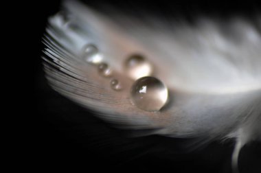 Bir damla suyu olan bir tüy..