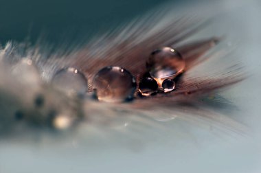 Bir damla suyu olan bir tüy..