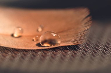 Bir damla suyu olan bir tüy..