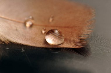 Bir damla suyu olan bir tüy..