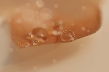 Bir damla suyu olan bir tüy..