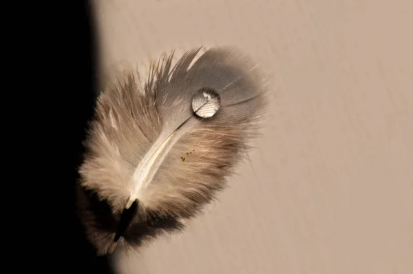 Una Gota Rocío Una Pluma Esponjosa Macro Primer Plano —  Fotos de Stock