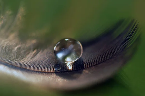 Feather Drop Water — Stock Photo, Image