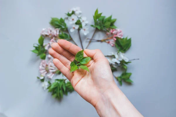 Manos femeninas con planta joven sobre el fondo gris. Ecología co — Foto de Stock