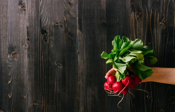 Bio zelenina. Ruce držící čerstvé ředkvičky. Černé dřevěné pozadí s kopií prostor — Stock fotografie