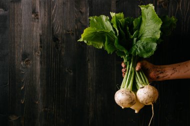 Organik taze sebze hasat. Taze şalgam tutan çiftçi el. Siyah ahşap arka plan kopya alanı ile