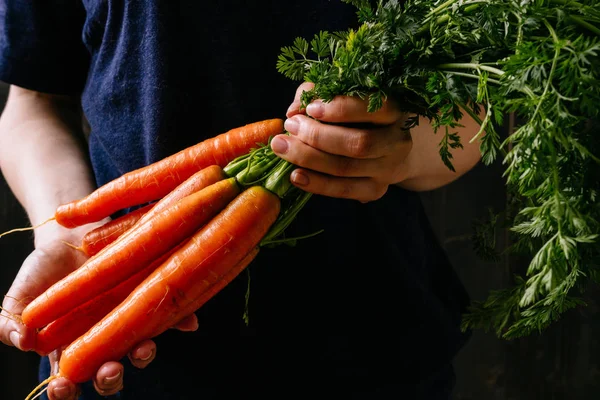 Verduras ecológicas frescas cosechadas. Manos de granjero sosteniendo zanahorias frescas, primer plano — Foto de Stock