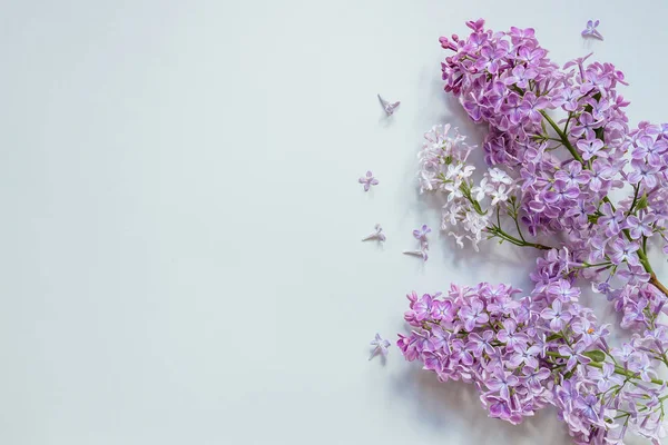 Composición de flores. Fondo tierno. Hermosas flores de color lila fresco sobre fondo gris — Foto de Stock