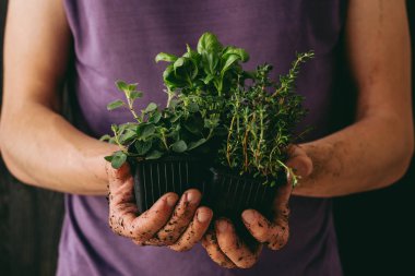 Taze Bahçe otlar. Tutarak taze oragano, fesleğen ve kekik, closeup bahçıvan