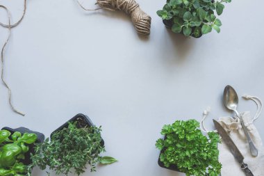 Gri arka planı, üstten görünüm taze otlar. Rustik arka plan kopya alanı ile