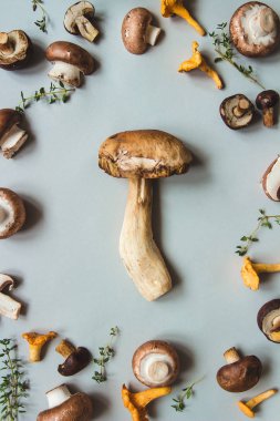 Taze kuruş topuz mantar mavi arka plan, üstten görünüm üzerinde karışık mantar ile