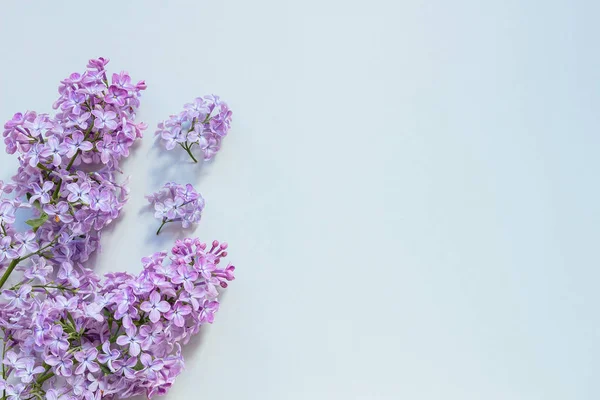 Composición de flores. Fondo tierno. Hermosa lila fresca fl — Foto de Stock