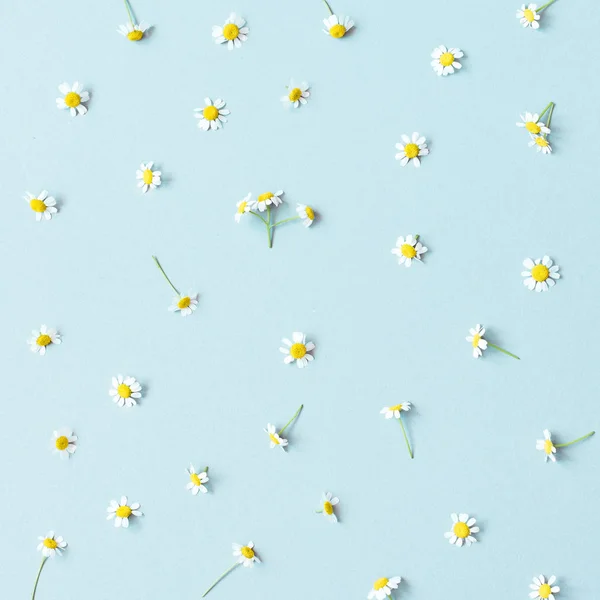 Fondo de flores. Flores de manzanilla sobre fondo azul — Foto de Stock