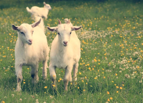 Cabras brancas (jovens) estão andando em um meadow.toned brilhante . — Fotografia de Stock