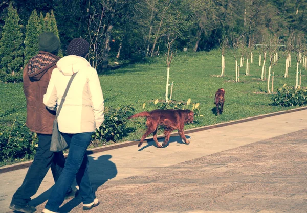 Ein Mann Mit Einer Frau Geht Mit Einem Paar Hunden — Stockfoto