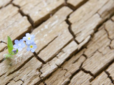 Arka plan bir doğal kabuk tonda çatlaklar, eski bir meşe
