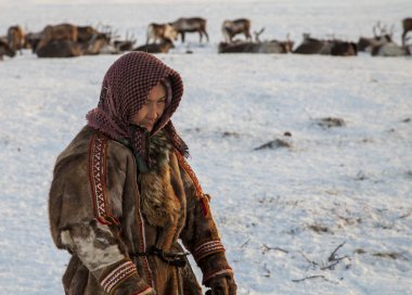 Rusya Kuzey, Yardımcısı Ren geyiği doğurmak.