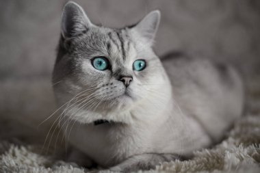 Kedi İskoç Fold, boyama chinchilla