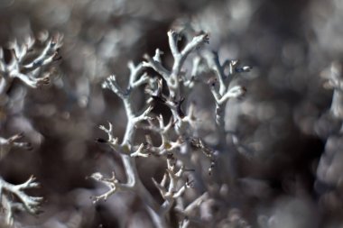 Tundra 'nın yosunları ve turnaları, bulanık, bulanık, makro