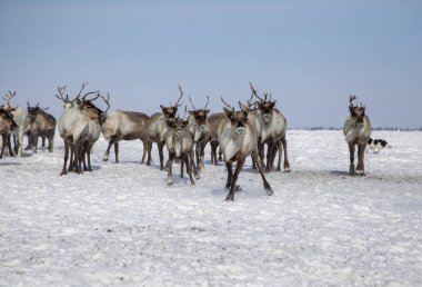 Nord reindeers hareket üstünde kar