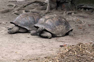 Seychelles Adaları, büyük kaplumbağaları