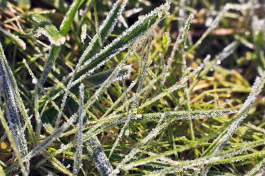 bahar frost, çim kaplı hoarfrost ile arka plan