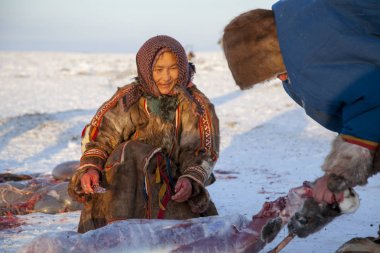 The extreme north, Yamal, the preparation of deer meat, remove the hide from the deer, assistant reindeer breeder. clipart