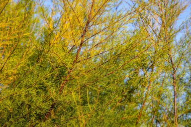 Köknar ağacı dalları