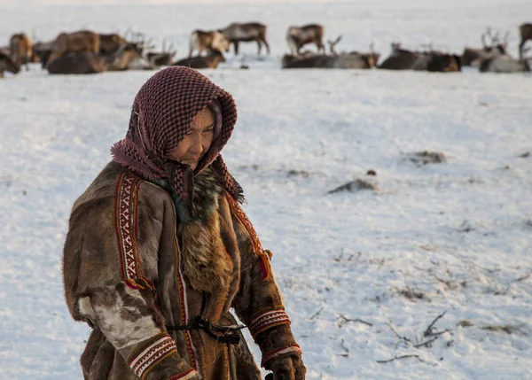 Rusya Kuzey, Yardımcısı Ren geyiği doğurmak.