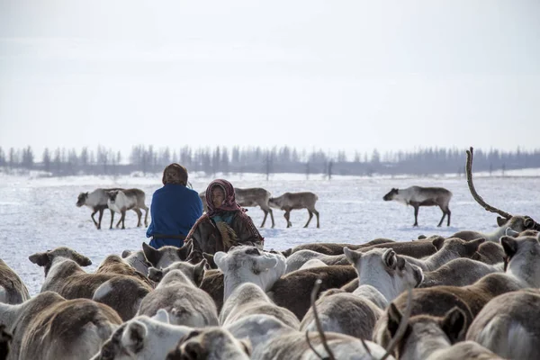 극단적인 Yamal Breede — 스톡 사진