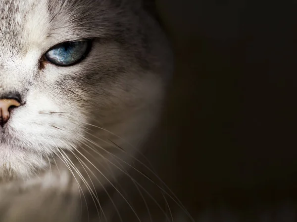 Gato Scottish Fold Chinchilla Para Colorear Con Ojos Azules Media — Foto de Stock