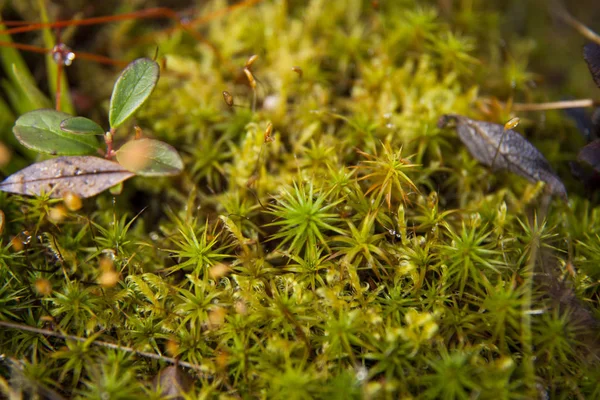 Mosses Lichens Tundra Out Focus Blurry Macro — Stock Photo, Image